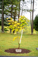 SetonHIll-Anne Frank Tree Dedication